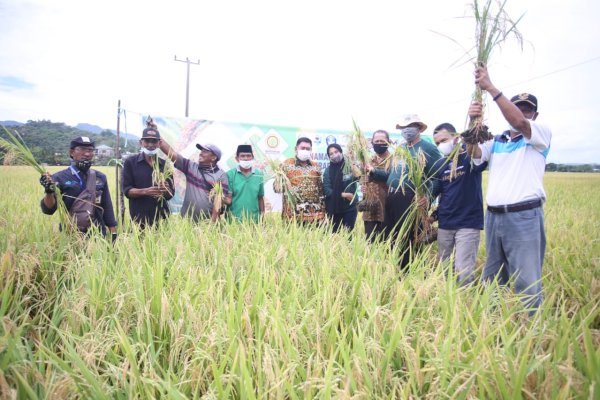 Padi Varietas M70D, Sekprov Sulsel: Mendukung Pertumbuhan Ekonomi di daerah