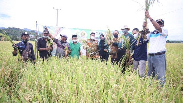 Padi Varietas M70D, Sekprov Sulsel: Mendukung Pertumbuhan Ekonomi di daerah