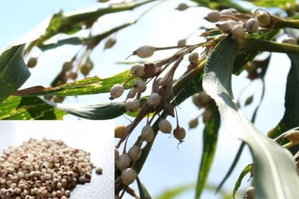 Hanjeli, Potensi Baru Pangan Lokal Indonesia, Mulai Dilirik Dikembangkan