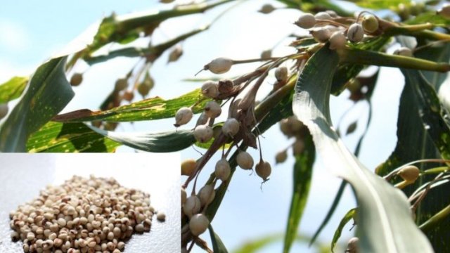 Hanjeli, Potensi Baru Pangan Lokal Indonesia, Mulai Dilirik Dikembangkan