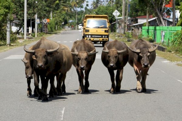 Tindak Hewan Ternak, Satpol PP Tunggu Perbup