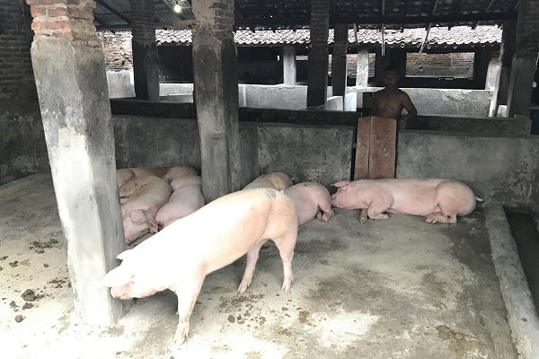 Dasar Bejat, Pria Ini Cabuli Anak Tiri di Kandang Babi hingga Hamil