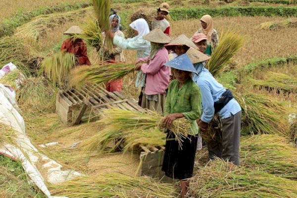 NTP Agustus 2021 Capai 104,68 Bukti Kesejahteraan Petani Membaik