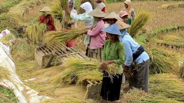 NTP Agustus 2021 Capai 104,68 Bukti Kesejahteraan Petani Membaik