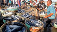 Siap-siap, Penangkapan Ikan di Laut Akan Dibatasi lewat Sistem Kuota, Berlaku 2022