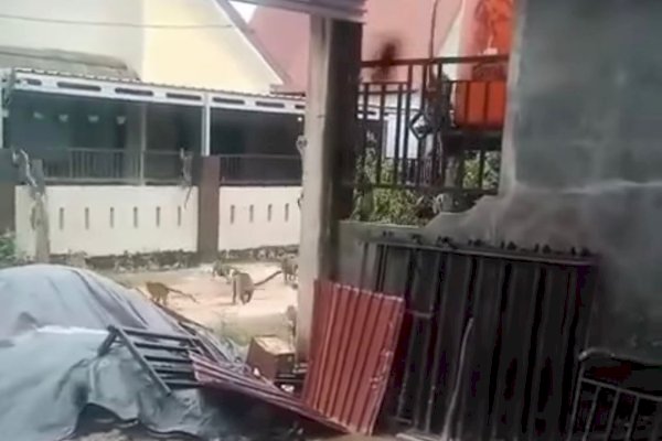 VIDEO Gerombolan Monyet Serang Pemukiman, Rumah Warga Langsung Diserbu