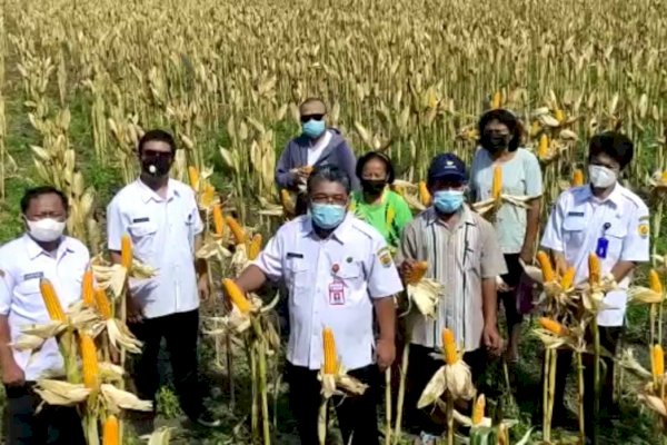 Petani dan Pedagang Jagung Pertanyakan Peranan Kemendag