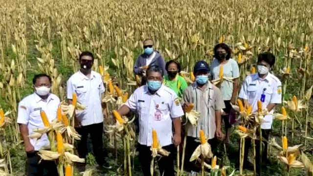 Petani dan Pedagang Jagung Pertanyakan Peranan Kemendag