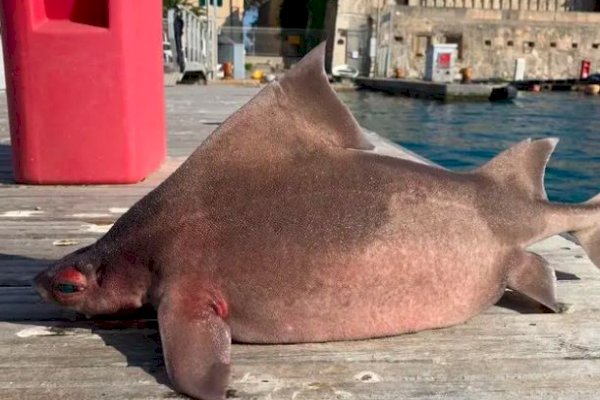 Tidak Seperti Biasanya, Ikan Hiu Bermuka Babi Muncul ke Permukaan