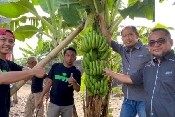 Tak Hanya Porang, Kebun Pisang Binaan Syahruddin Alrif Ikuti Diminati, Sudah Tembus Pasar Jakarta