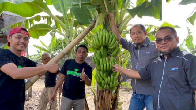Tak Hanya Porang, Kebun Pisang Binaan Syahruddin Alrif Ikuti Diminati, Sudah Tembus Pasar Jakarta