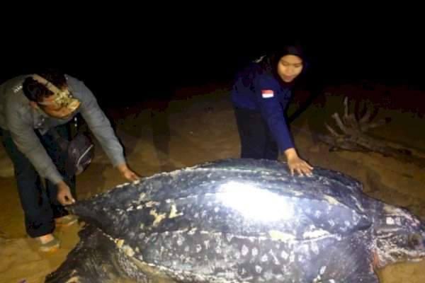 Sangat Langka, Wujud Penyu Terbesar di Dunia Muncul di Pantai Paloh Kalimantan Barat