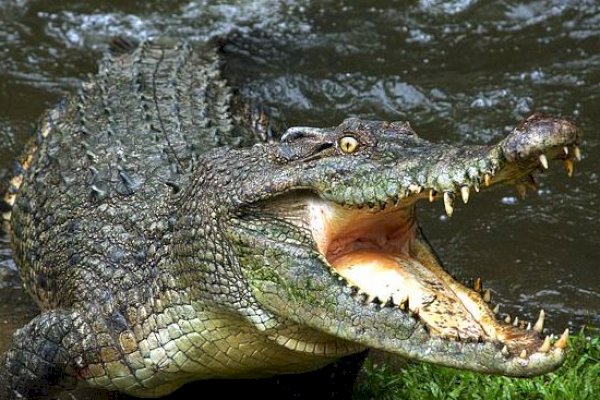 Bikin Resah Warga, Buaya Jumbo Peliharaan Warga Dievakuasi