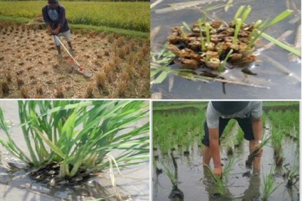 Selain Mampu Tingkatkan Produksi, Budidaya Padi Teknik Salibu Juga Lebih Hemat