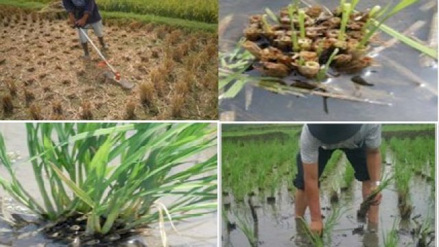 Selain Mampu Tingkatkan Produksi, Budidaya Padi Teknik Salibu Juga Lebih Hemat