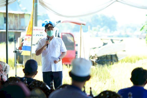 Panen Raya di Pangkep, Bupati Yusran: Produksi Pertanian Meningkat, Petani Sejahtera