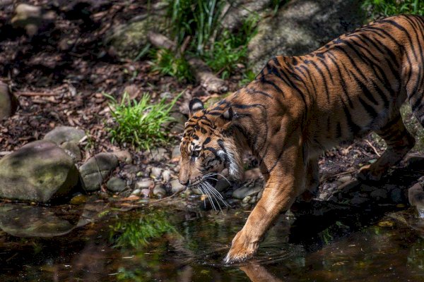 Pemuda Ini Tewas Diterkam Harimau Saat Cari Sinyal untuk Main Game