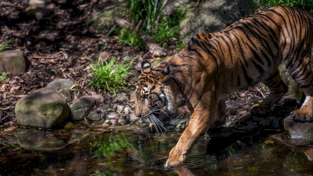 Pemuda Ini Tewas Diterkam Harimau Saat Cari Sinyal untuk Main Game