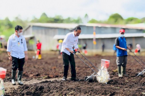 Saat Presiden Jokowi dan Mentan Syahrul Tanam Jagung Bersama di Sorong