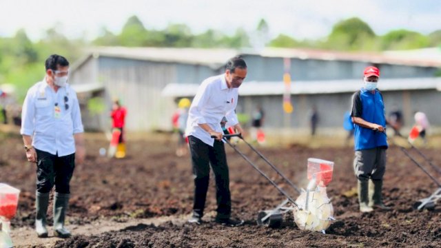 Saat Presiden Jokowi dan Mentan Syahrul Tanam Jagung Bersama di Sorong