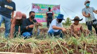 Sambil Panen Bawang, Ilham Azikin Dengar Curhat Petani di Morowa