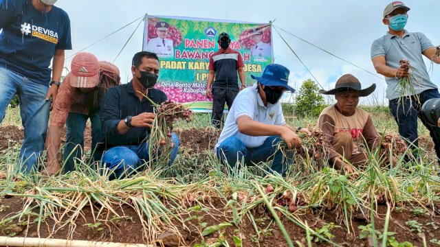 Sambil Panen Bawang, Ilham Azikin Dengar Curhat Petani di Morowa