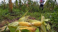 Kelompok Tani di Bantaeng Dapat Bantuan Benih Jagung