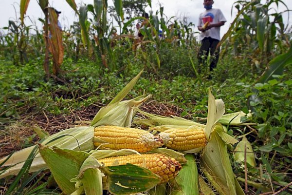 Kelompok Tani di Bantaeng Dapat Bantuan Benih Jagung