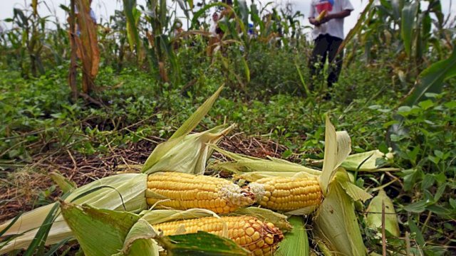 Kelompok Tani di Bantaeng Dapat Bantuan Benih Jagung