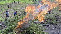 Polisi Bakar Ladang Ganja Seluas 1,5 Hektare di Hutan Lindung