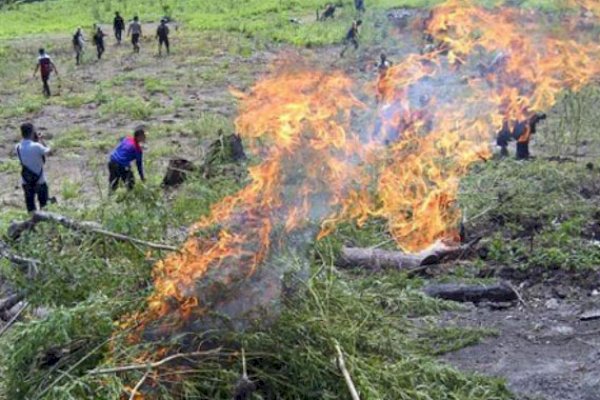 Polisi Bakar Ladang Ganja Seluas 1,5 Hektare di Hutan Lindung