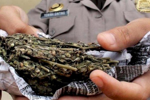 Tanam dan Jual Ganja dengan Sistem Ranjau, Pekerja Serabutan Ini Ditangkap Polisi