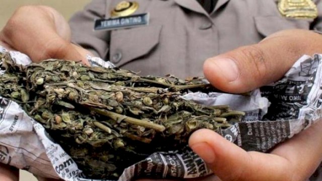 Tanam dan Jual Ganja dengan Sistem Ranjau, Pekerja Serabutan Ini Ditangkap Polisi