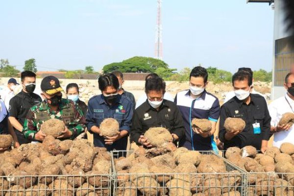 Menteri Pertanian Dorong Beras Porang Shirataki Madiun Bersaing di Pasar Global