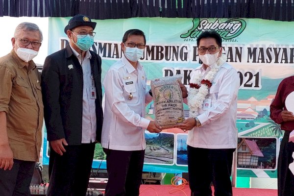 Turunkan Stunting, Kementan Dorong Kelompok LPM Tanam Padi Kaya Zinc