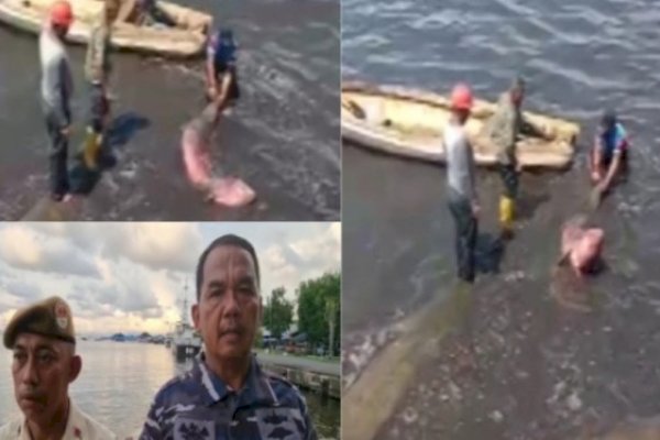 Dramatis, Prajurut TNI AL di Makassar Selamatkan Ikan Duyung