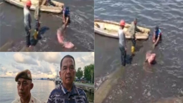 Dramatis, Prajurut TNI AL di Makassar Selamatkan Ikan Duyung