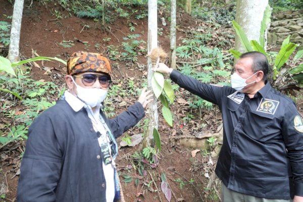 Mentan Syahrul Dorong Hutan Menjadi Lahan Agrowisata Gandeng Pemangku Adat