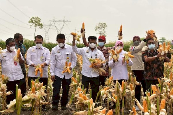 Pantau Stok Jagung, Pemerintah Pastikan Aman