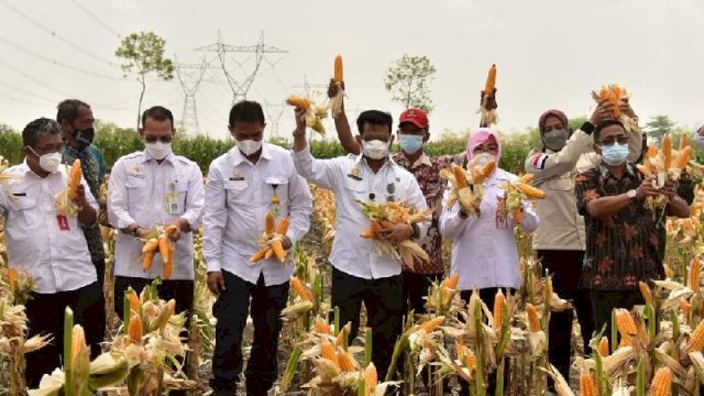 Panen Jagung Nusantara, Bukti pasokan Jagung Melimpah