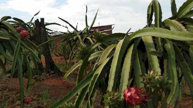 Kementan Perkenalkan Model Kampung Buah Naga Organik Ramah Lingkungan