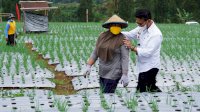 Mentan Ajak Petani Jawa Tengah Gerakkan Ekonomi Nasional Dengan Food Estate