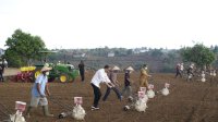 Plt Gubernur Andi Sudirman Harap Produksi Jagung Sulsel Topang Kebutuhan Nasional