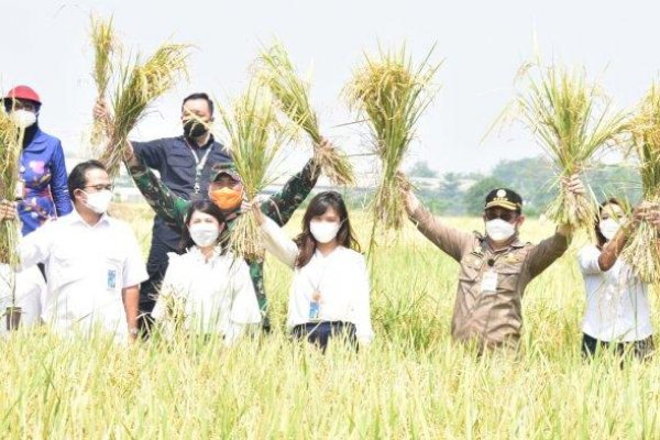 Sidak Pertanian di Serang, Mentan SYL Inspeksi Sawah dan Salurkan KUR