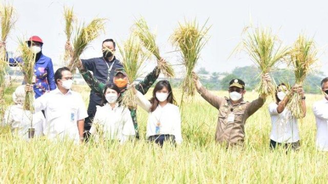 Sidak Pertanian di Serang, Mentan SYL Inspeksi Sawah dan Salurkan KUR