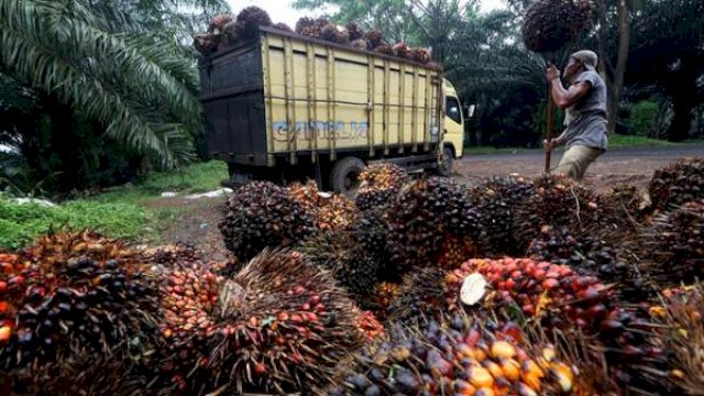 Kelapa Sawit Jadi Komoditas Dominan dalam Mempengaruhi Kenaikan NTP.