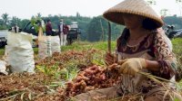 Kementan Rayakan Merdeka Panen dan Tanam Bersama Petani