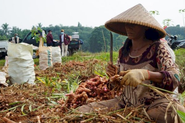 Kementan Rayakan Merdeka Panen dan Tanam Bersama Petani