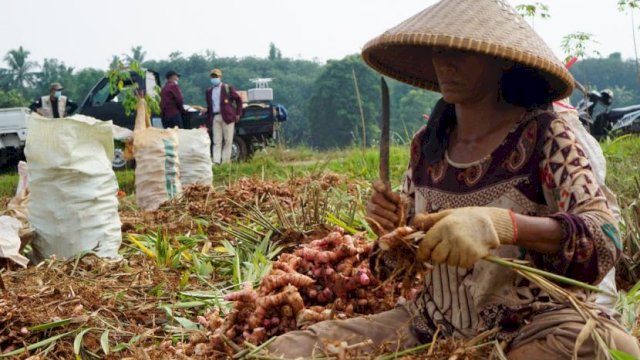 Kementan Rayakan Merdeka Panen dan Tanam Bersama Petani