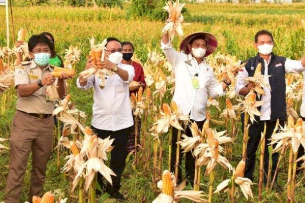 Datang Ke Kupang NTT, Mentan SYL Panen Raya Jagung